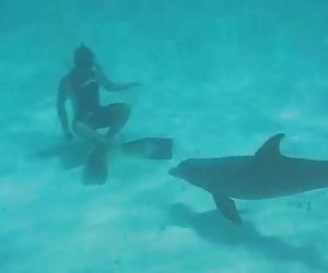 Sswimmig ერთად frisky dlophin